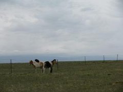 60家单位成内蒙古传统奶制品产业发展首批试点