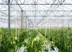 蔬菜全程绿色高效生产管理技术知识