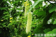 <b>苦瓜枸杞泡水喝的功效</b>