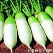 “冬吃萝卜”有讲究