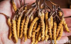    青海虫草
