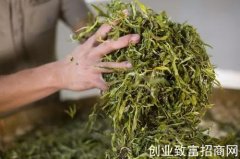 绿茶的制茶历史简析