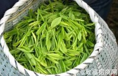 不同茶季茶叶不同的特点