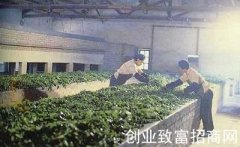 什么是茶叶发酵？