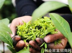 如何辨别春茶？