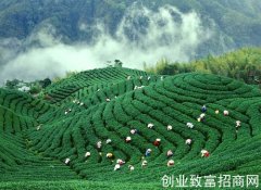 云南头春茶俏销 今年春茶产量高品质优