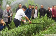 湖南保靖县科工信局组织开展茶艺培训活动