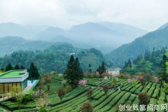 四川探索种茶路