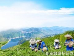 “中国黄金茶之乡”茶叶推介会在湖南湘西举行