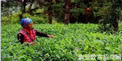 易武茶山：今年预计产量比去年提高