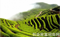 往日“三跑田” 如今茶满山