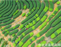 吉首：文旅活茶 融合发展提质量促增收