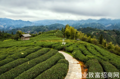 一片茶叶铺就一条乡村振兴之路