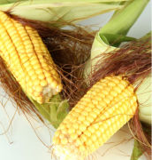 南医大最新研究:常吃粗玉米更易患食道癌