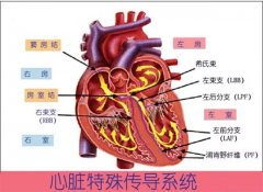 治疗心律失常，中医药有妙招