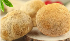 猴头菇发苦有毒吗 如何确保食用猴头菇的安全