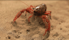 新疆沙漠里喝泉水长大的小龙虾会更好吃吗？