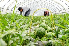 大棚西瓜多次采收高效栽培新技术