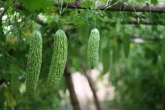 大棚苦瓜栽培技术