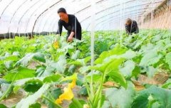 大棚温室瓜菜安全越冬五大技巧
