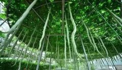 千蛇一号蛇瓜高产栽培技术