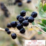 黑枸杞的营养价值及育苗高产栽培技术