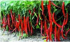 高温季节辣椒落花、落蕾、落果、落叶的防治措