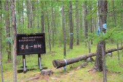 内蒙古林场停伐后的生态化转型