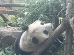 北京动物园网红大熊猫“突然头秃”
