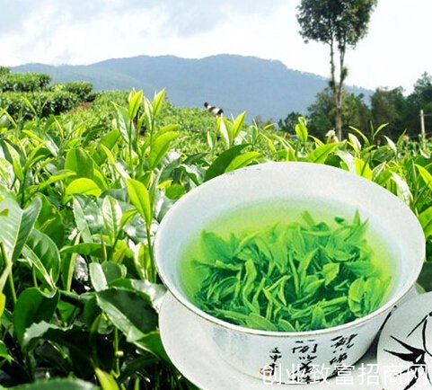 金盘庐山云雾茶