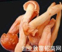 枞菌