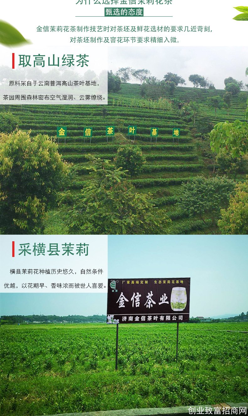 广西横县茉莉花茶