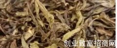 普洱茶中的“黄片”是什么？