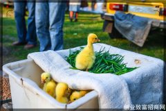 老年人在农村集市上，做什么小生意比较容易赚