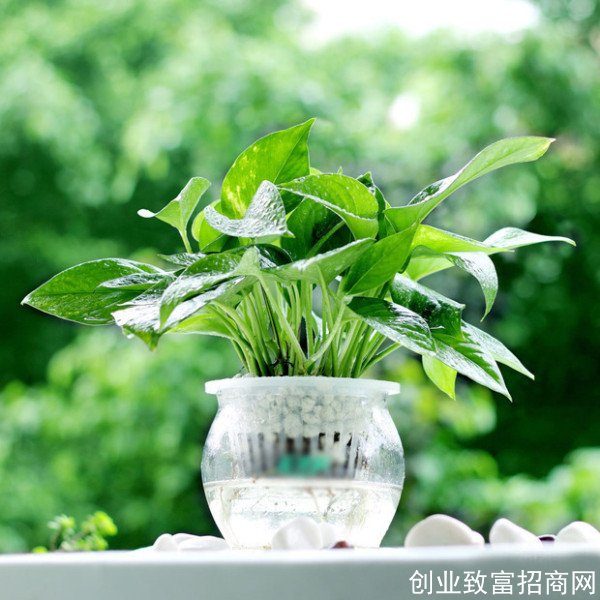?茶叶并不能去甲醛！别再相信这些误区了，选对措施很重要！