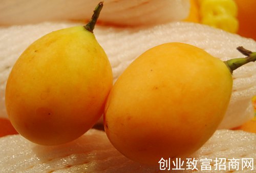  云霄枇杷