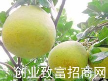 度尾文旦柚