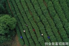 浙江杭州春茶进入采摘高峰期