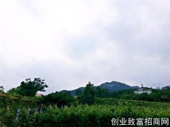 中国葡萄酒消费三连降之后希望在何方？