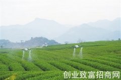 无人机入茶园显身手除虫喷洒作业
