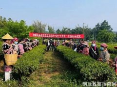 沧源：勐甘村春茶开采茶农忙