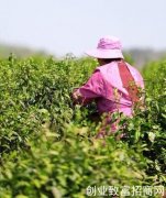 信阳平桥区：茶叶带群众走上致富路