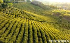 茶企茶情，天目湖黄金茶迎来“黄金季”