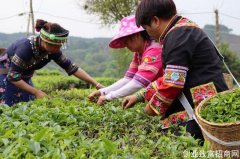 宁洱县：茶园换“新妆” 茶山变“金山”