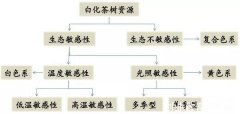 新梢白化茶树品种的分类及其基本特征