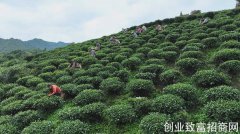 黔南三都县上半年茶产值突破4亿元 同比增长超