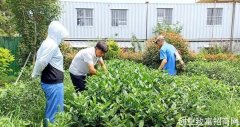国家茶产业技术体系助力日照茶产业发展