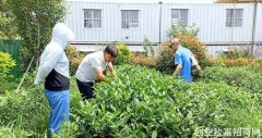 国家茶产业技术体系助力日照茶产业发展
