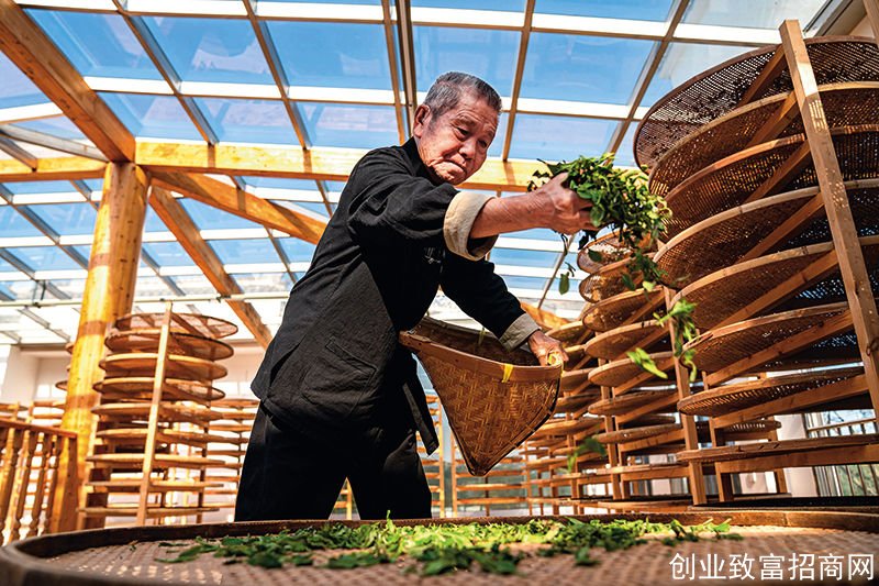 瞭望｜福建福鼎：白茶撑起乡村振兴的半壁江山