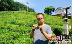 湖北远安“种茶能人”以茶为媒带富一方人